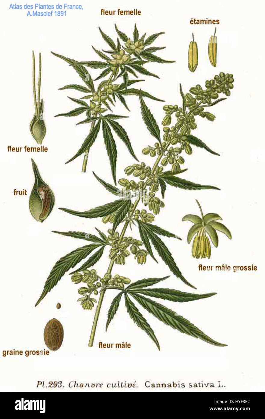 dizygotheca plant Aralia 'Bianca' main image 1