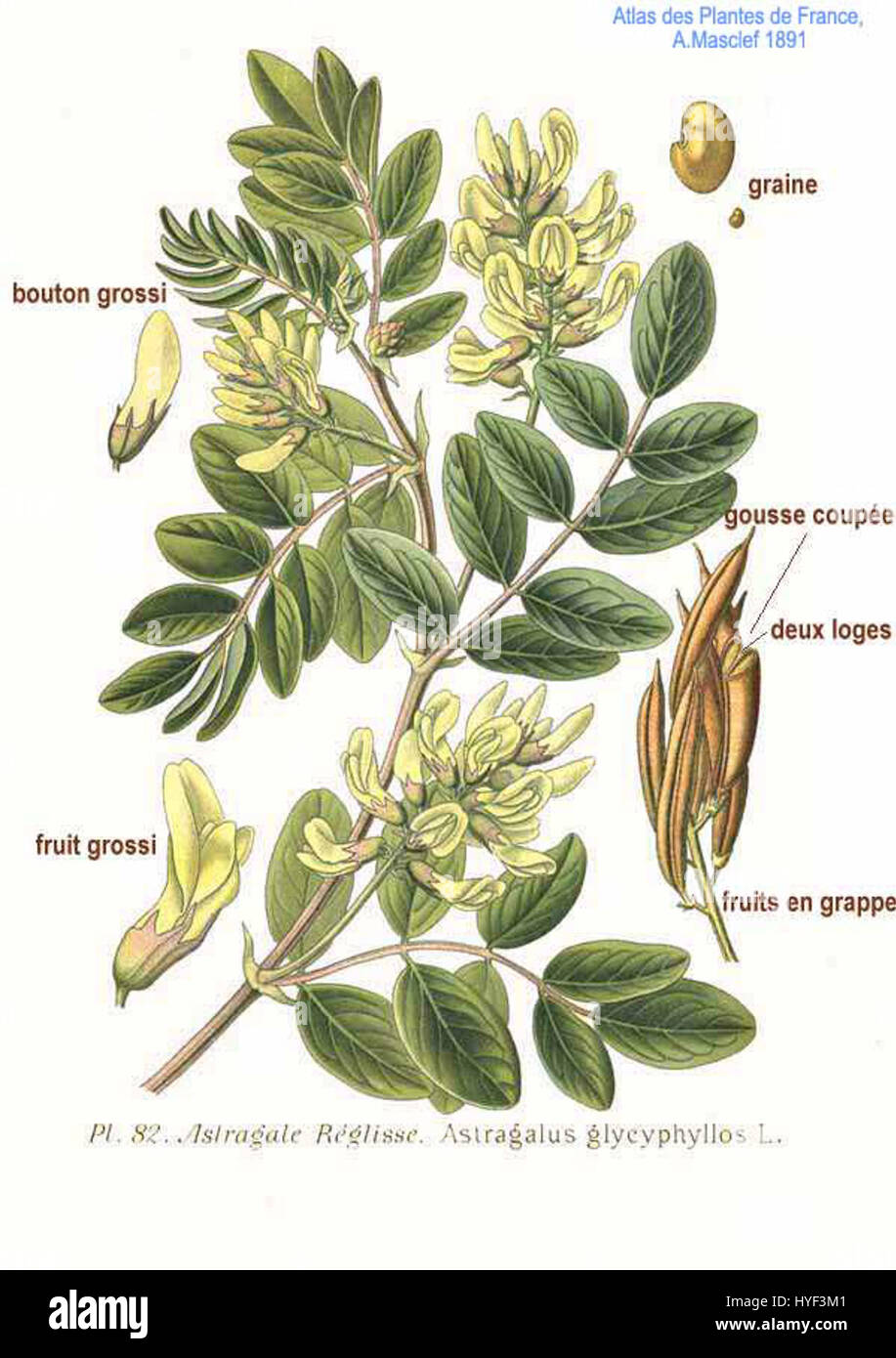 82 Astragalus glycyphyllos L Stock Photo
