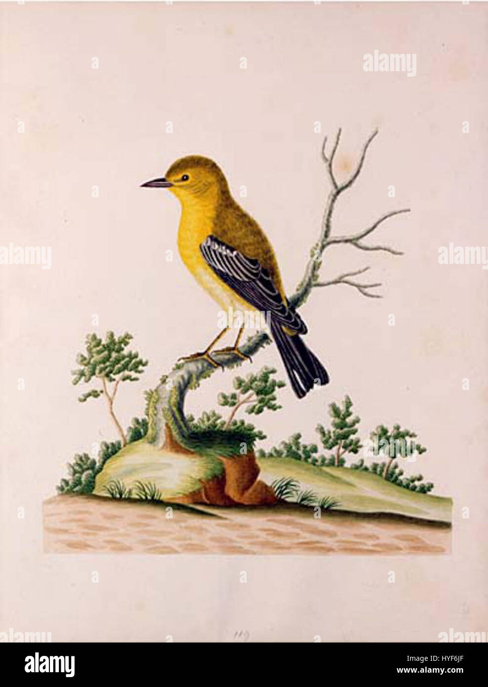 John Abbot Yellow Breasted Finch Stock Photo - Alamy