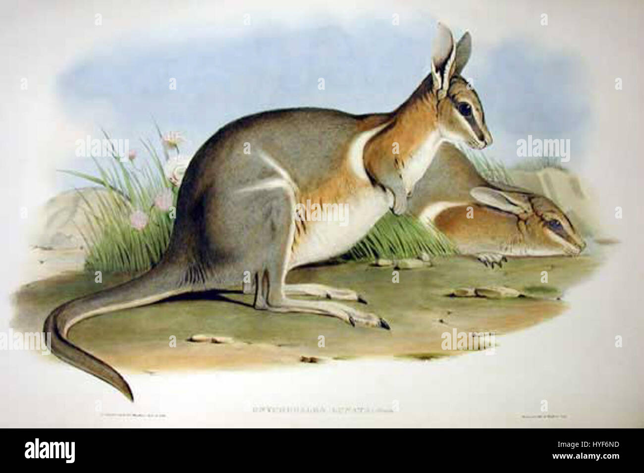 Family of Kangaroos | John Gould | Set includes 30 giclée prints