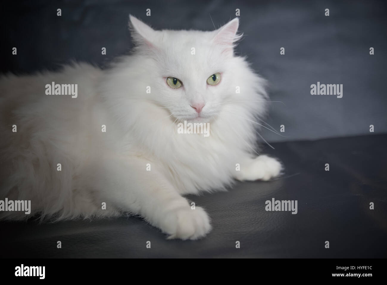 White Cat Breed Persian Angora On Black Background Stock Photo