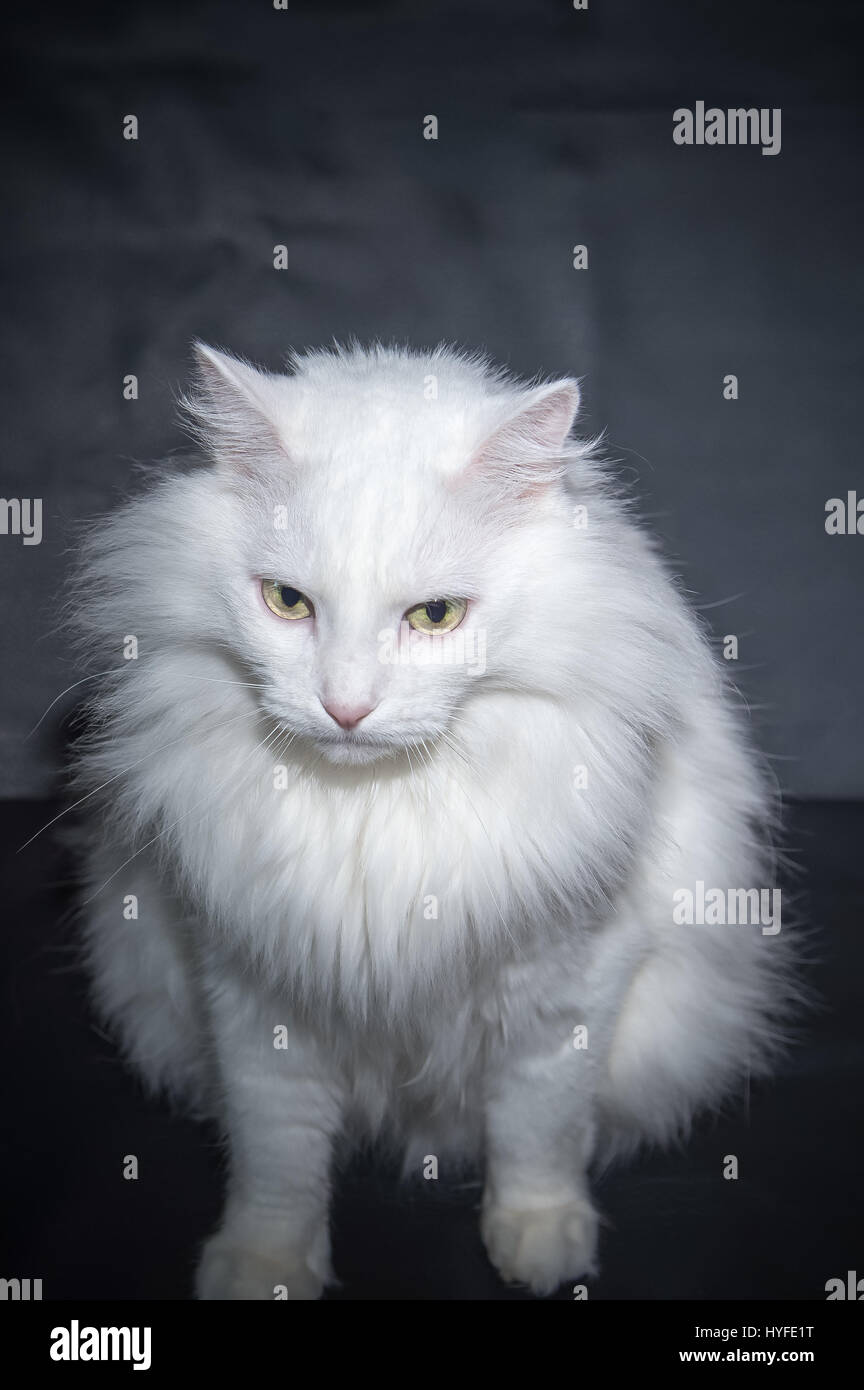 long haired white cat breeds