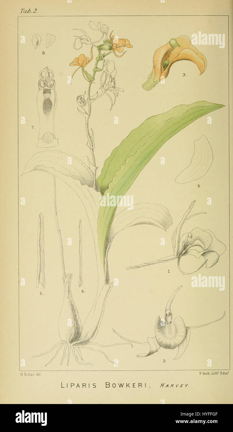 Liparis bowkeri   Harry Bolus   Orchids of South Africa   volume I tab. 2 (1896) Stock Photo