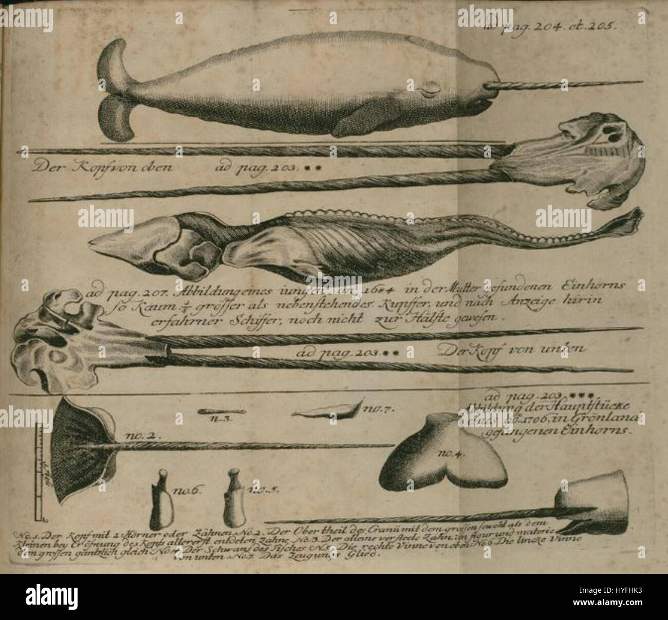 Narwhal Tusk Anatomy