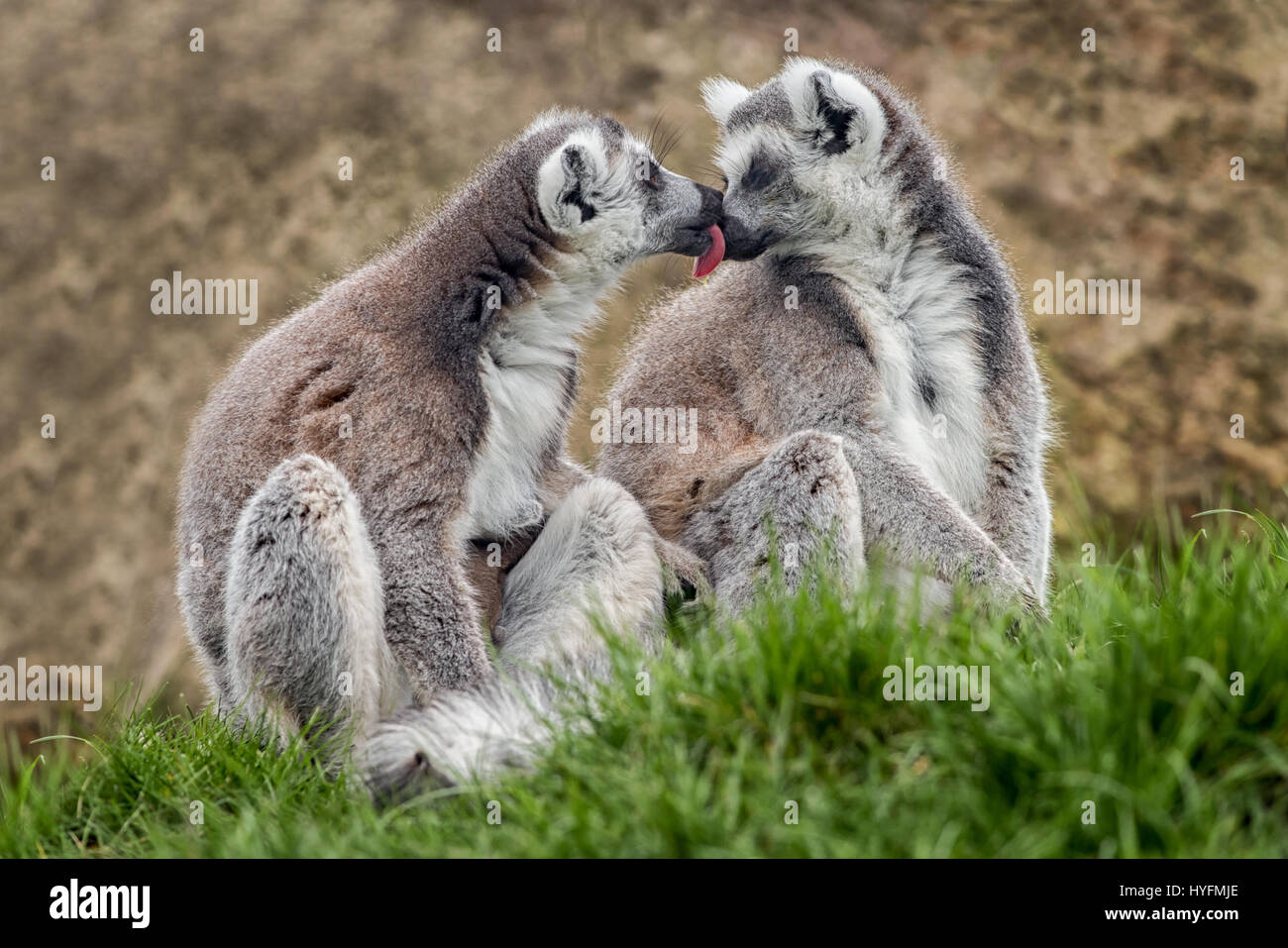 A pair of ring tailed lemurs sitting on grass one licking the other as if kissing Stock Photo