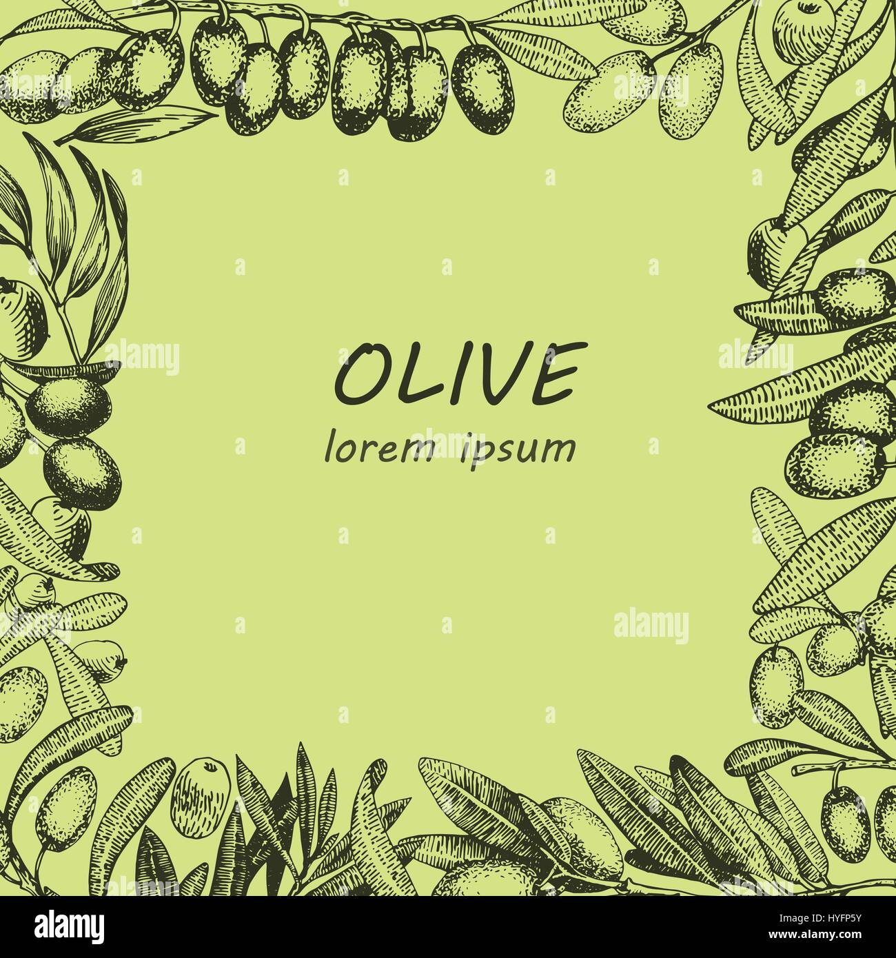olive tree branches vector frame. Engraving hand drawn style. Vector ...