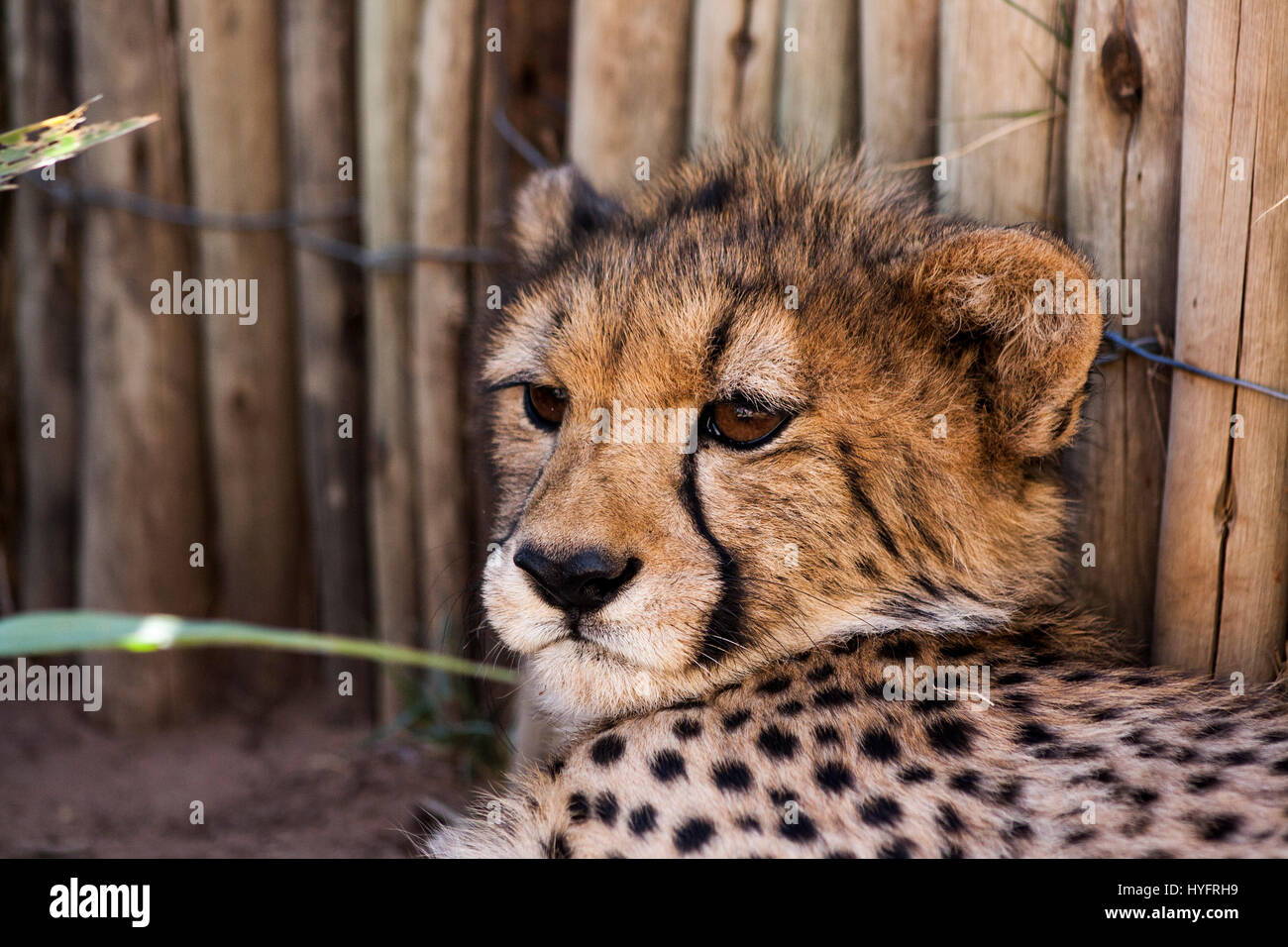 Cheetah in South-Africa Stock Photo