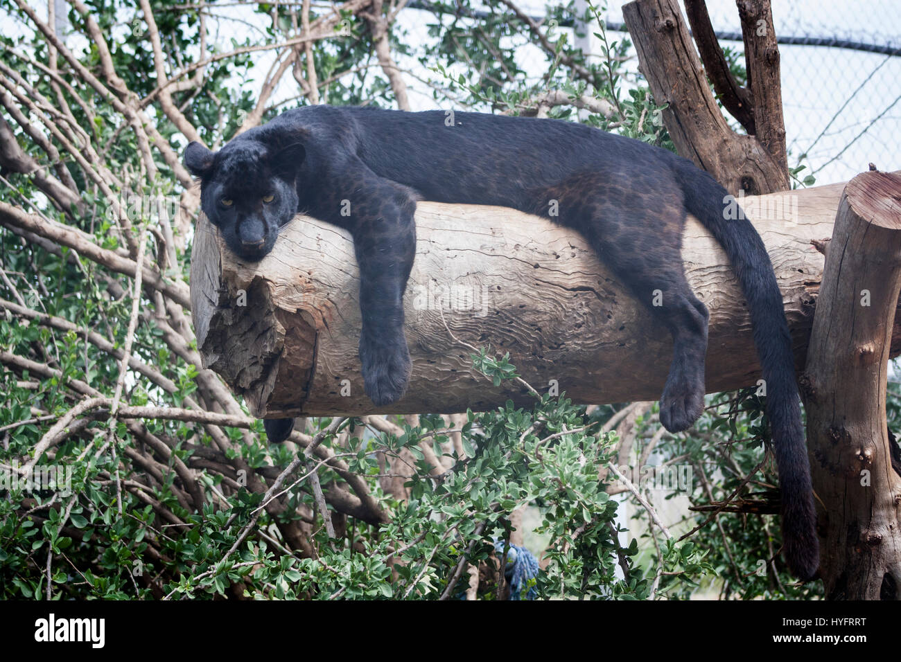 Black leopard hi-res stock photography and images - Alamy