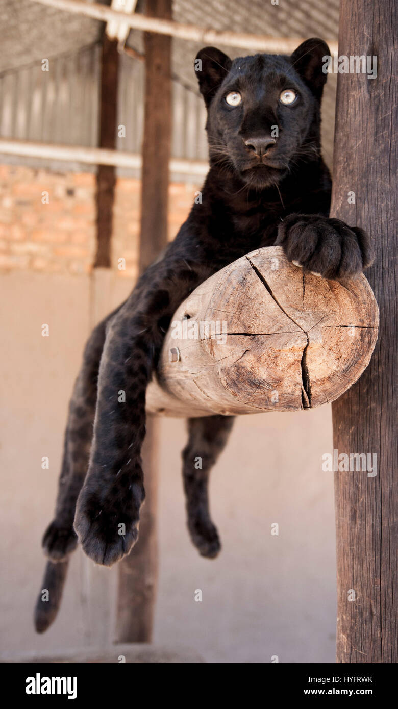 Black leopard hi-res stock photography and images - Alamy