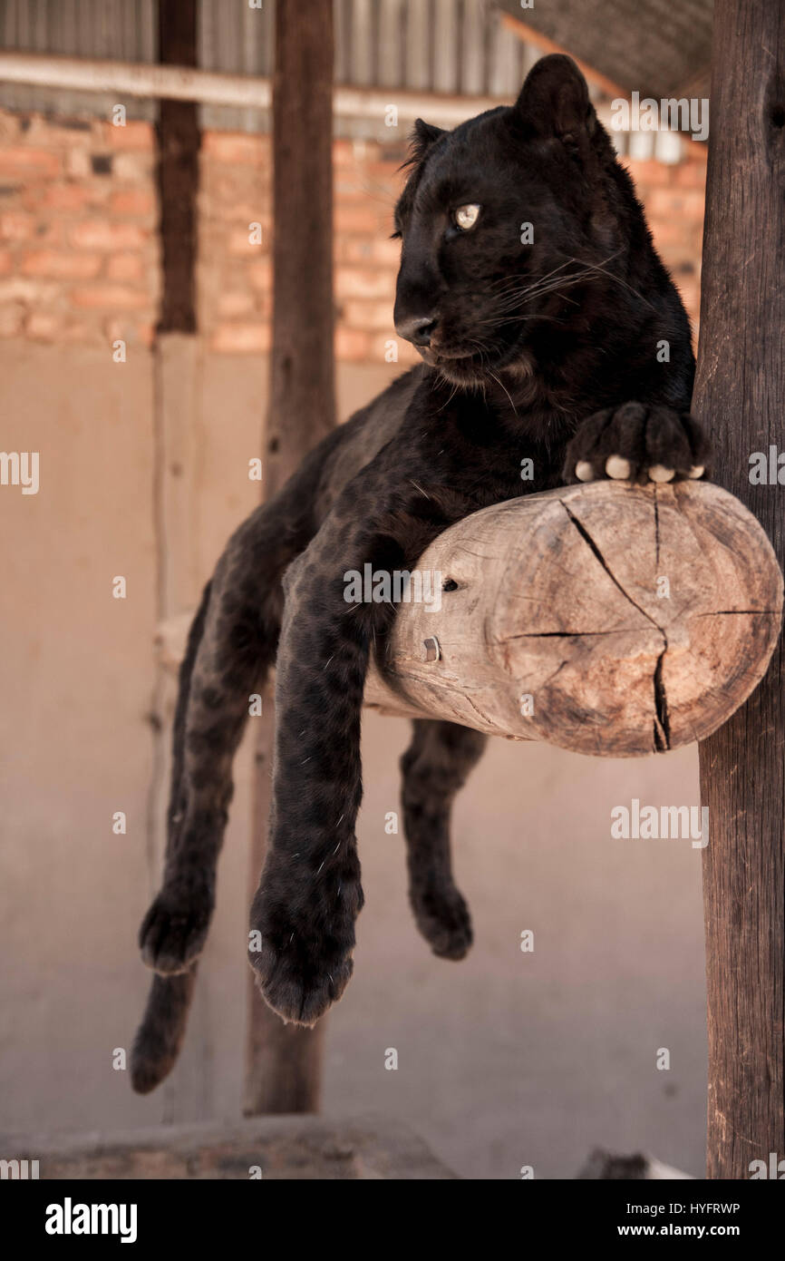 Black leopard hi-res stock photography and images - Alamy
