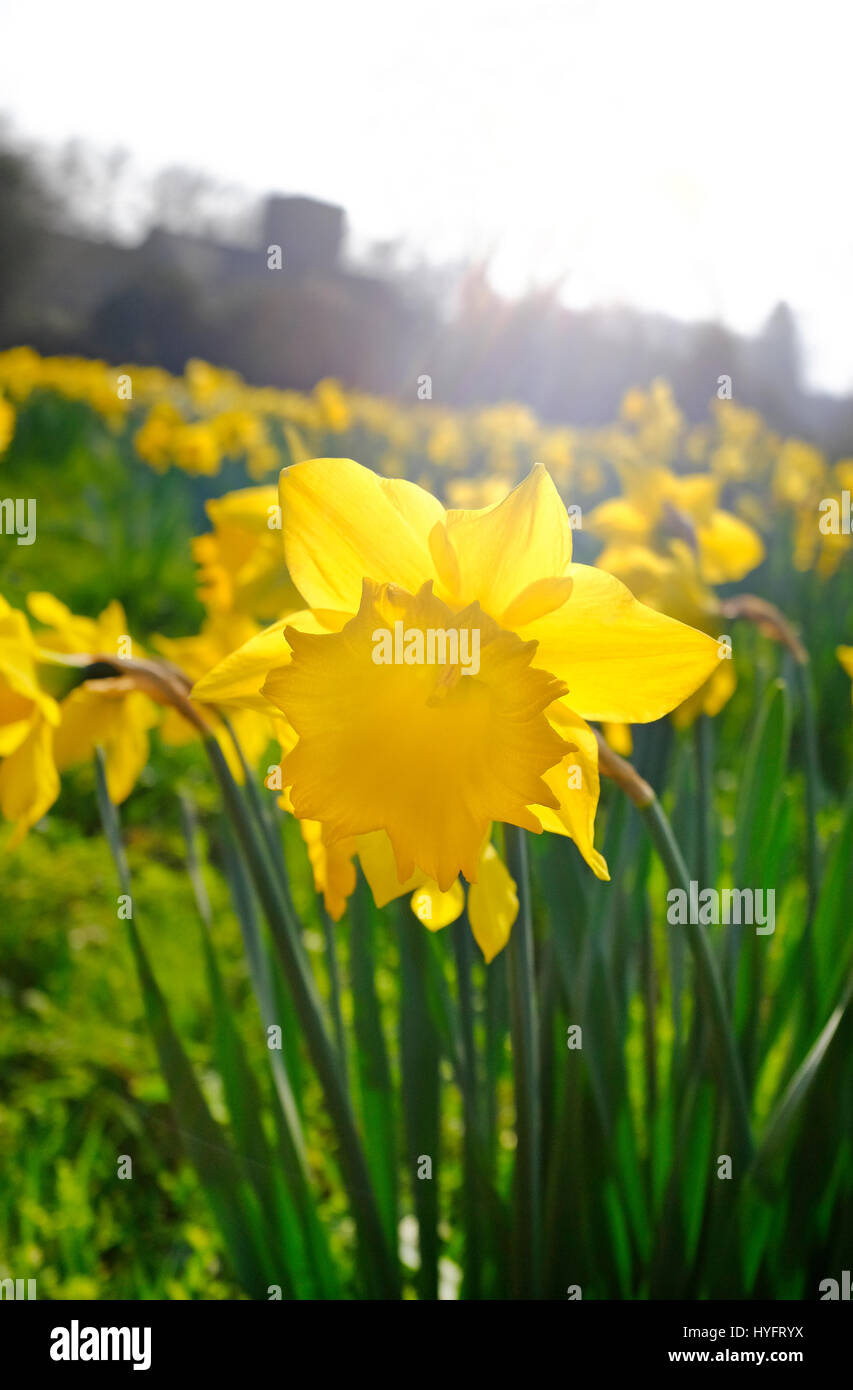 yellow daffodil flower Stock Photo Alamy