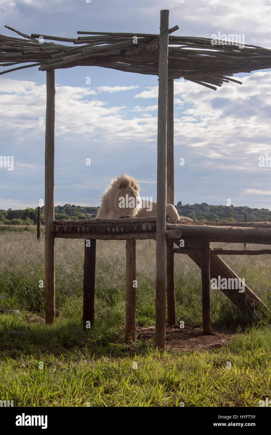 Full grown lion hi-res stock photography and images - Alamy
