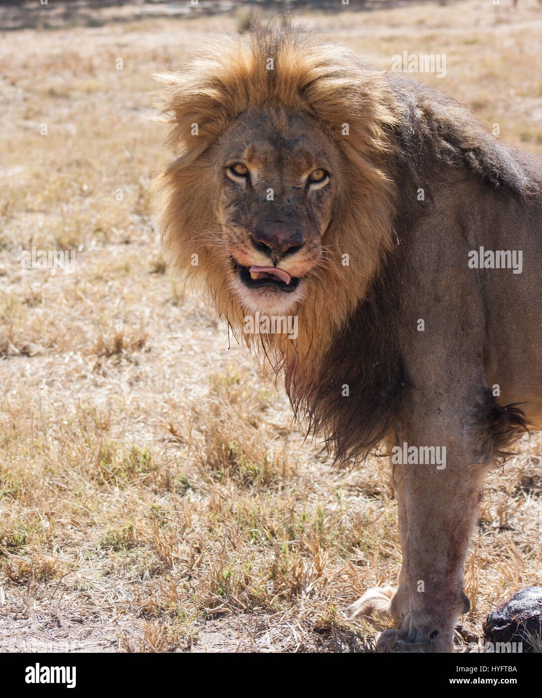 Lion king of africa hi-res stock photography and images - Alamy
