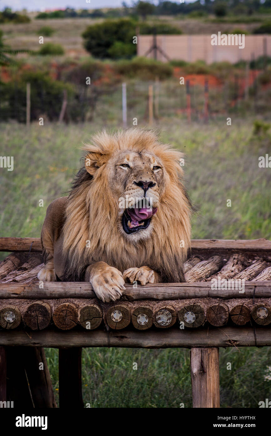Lions in south africa hi-res stock photography and images - Alamy