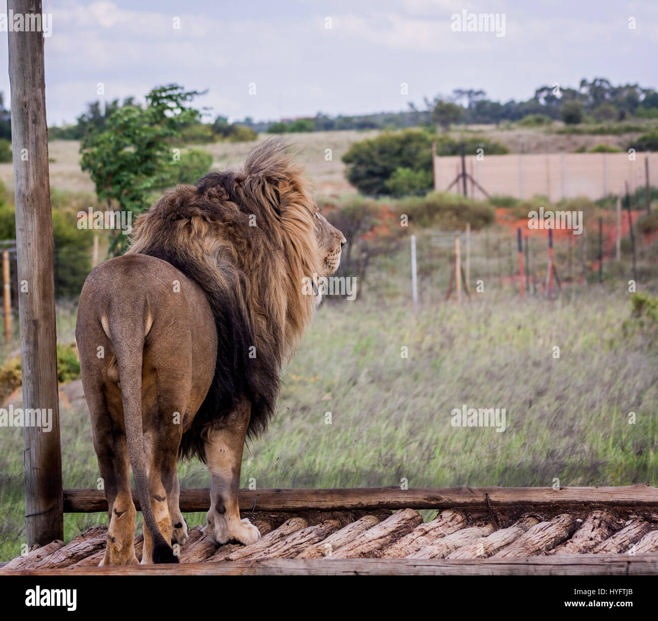 Lion Roar Close Up High Resolution Stock Photography and Images - Alamy