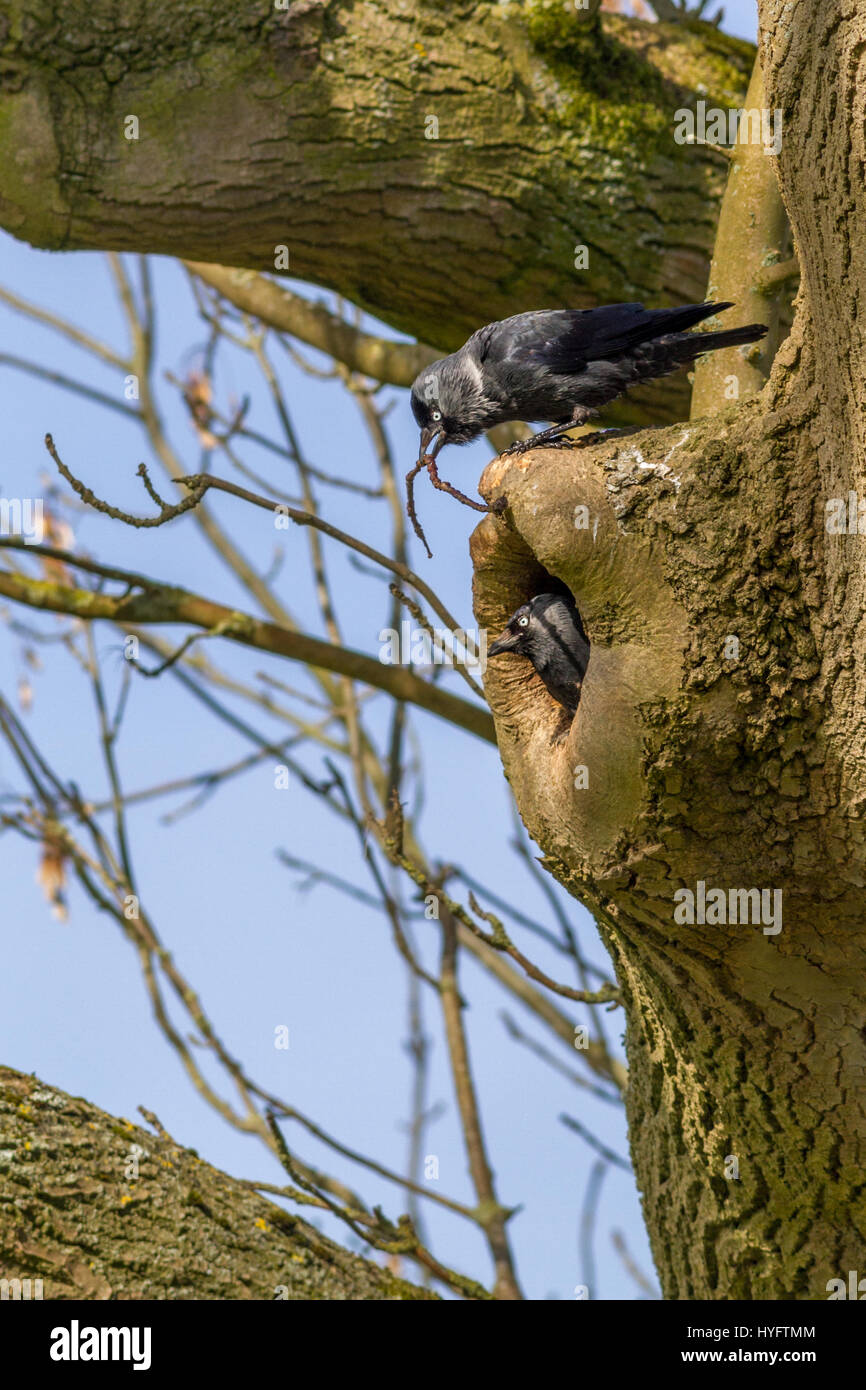 Pair of jackdaws building a nest in a hollow tree trunk, West Yorkshire, UK Stock Photo