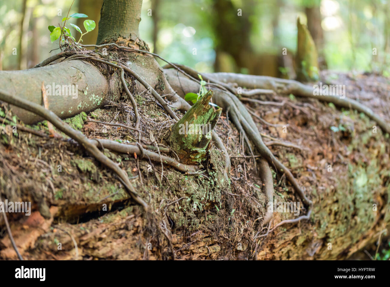 Tree and it's root growing on top of the other tree that's fallen Stock ...