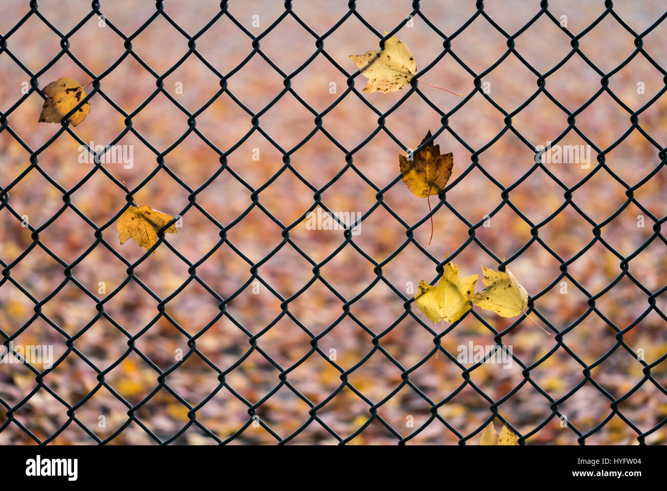 Leaves in fall/autumn on a fence. Stock Photo