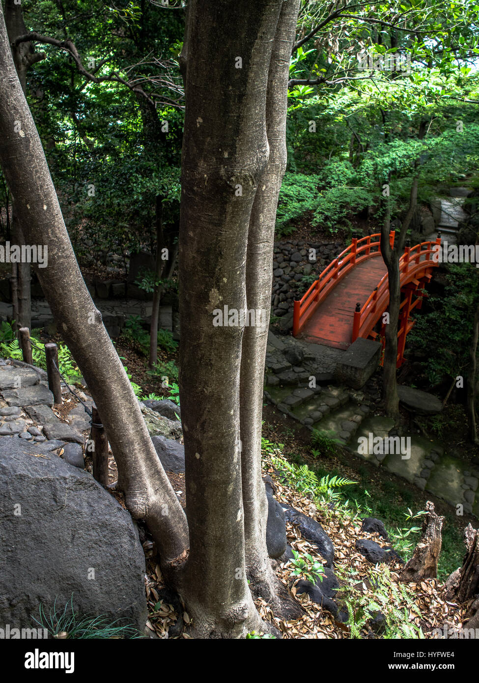 Looking down on  path curving thru  trees and forest,  leading  to curved red bridge, Koshikawa Korakuen, Tokyo, Japan. Stock Photo