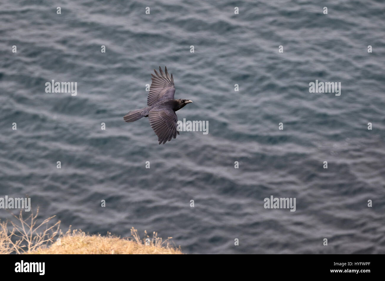 Raven in flight Stock Photo