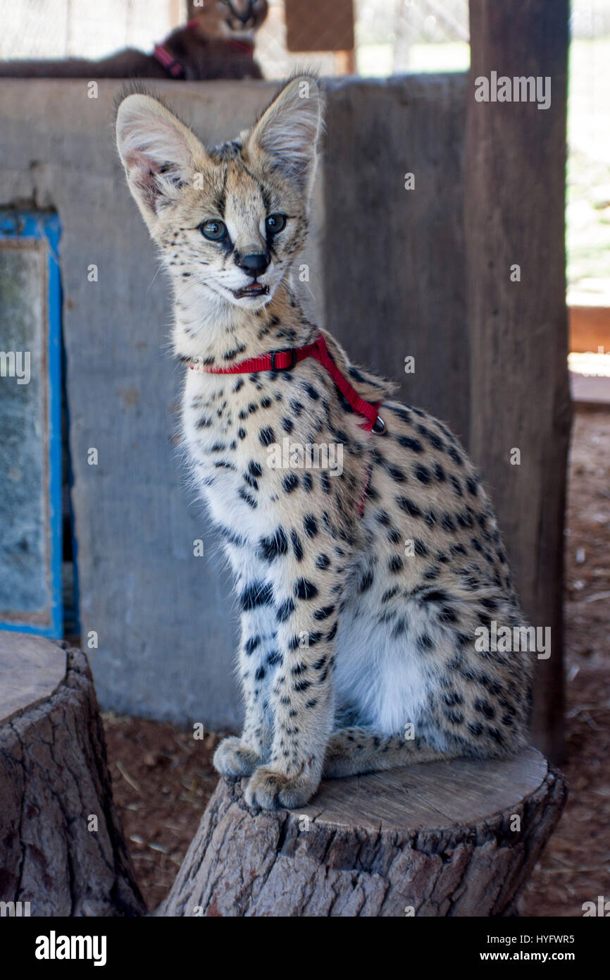 Serval Cat in South Africa Stock Photo Alamy