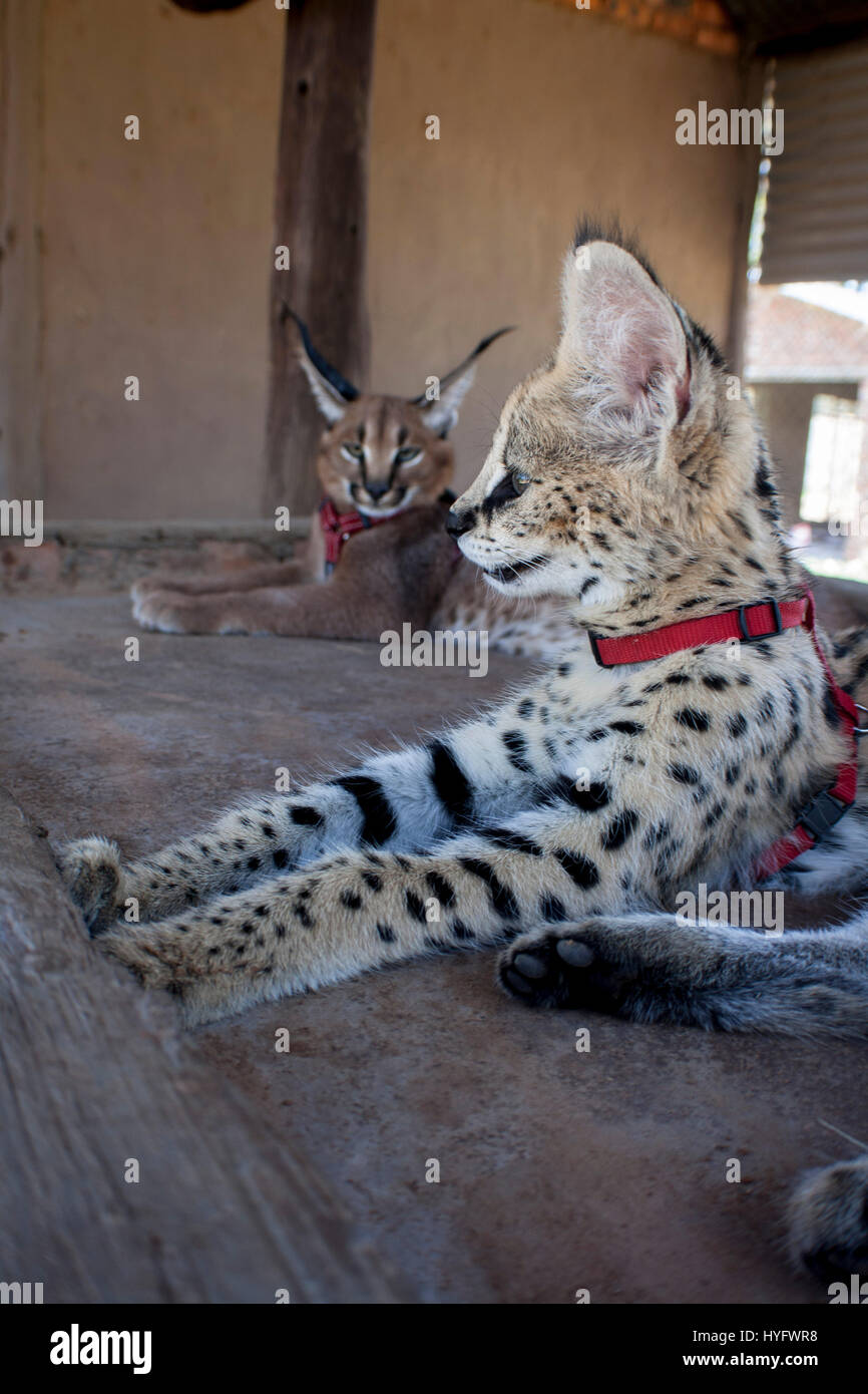 Serval Cat in South Africa Stock Photo Alamy