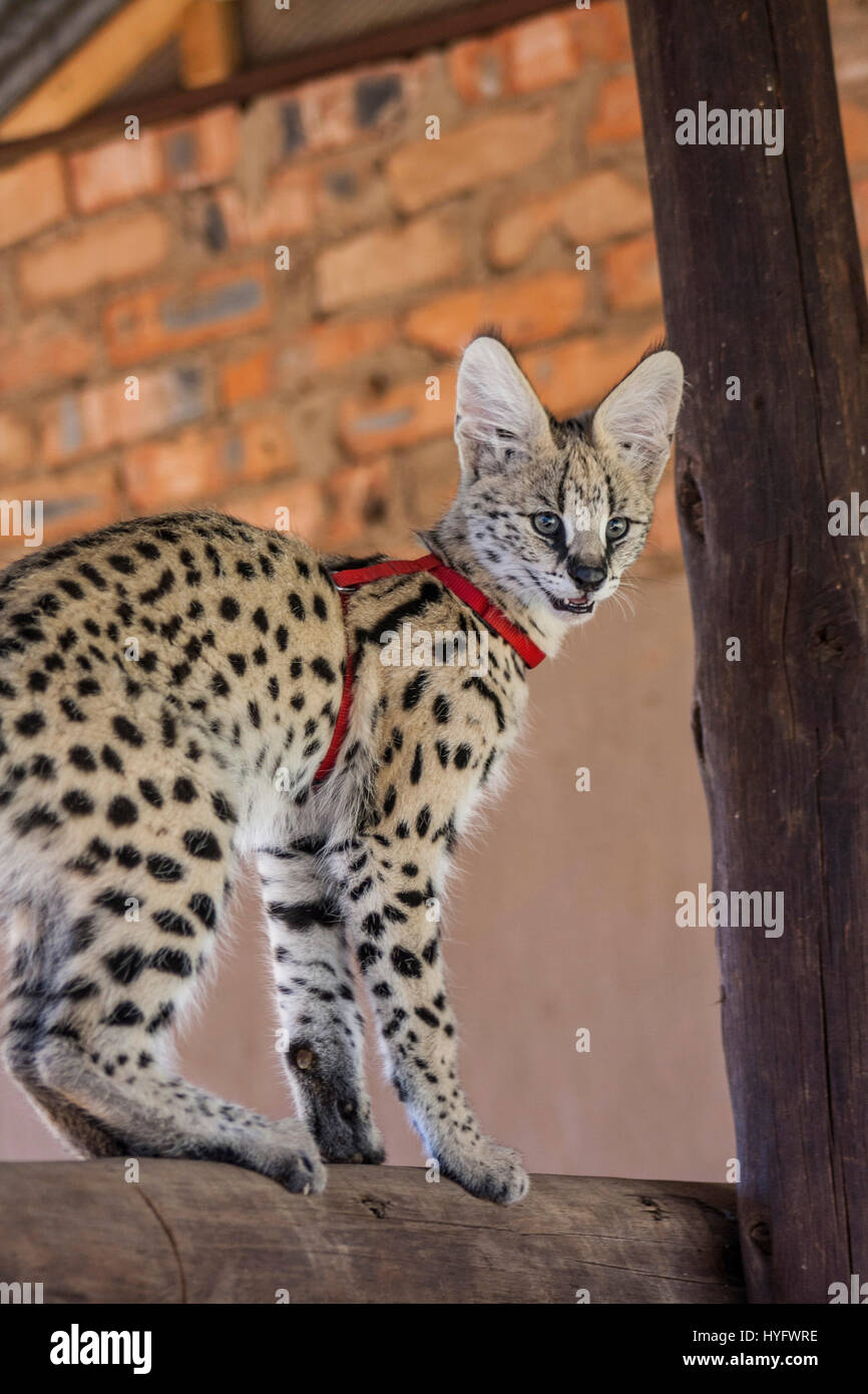 Serval Cat in South Africa Stock Photo Alamy