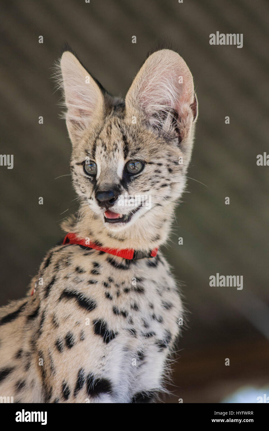 Baby serval hi-res stock photography and images - Page 2 - Alamy