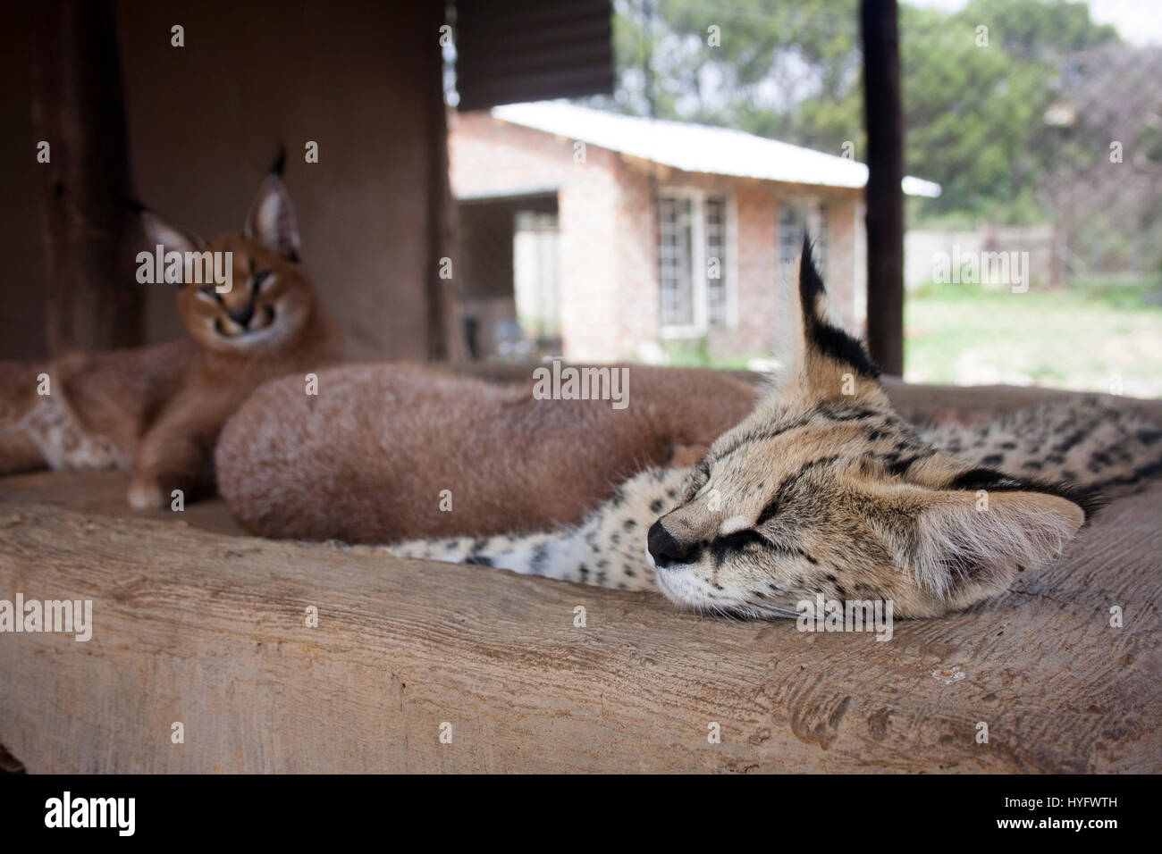 Serval Cat in South Africa Stock Photo Alamy