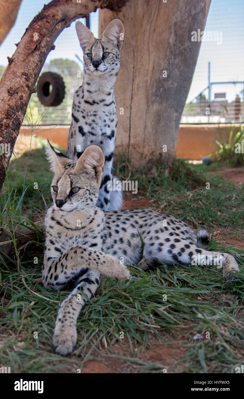 Serval Cat in South Africa Stock Photo Alamy