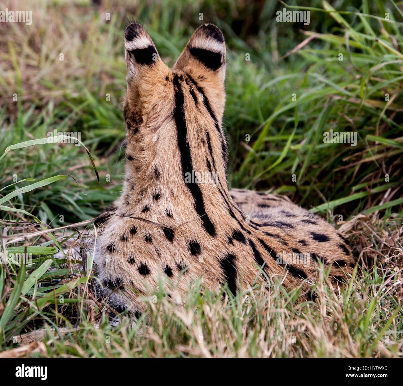 Serval Cat in South Africa Stock Photo Alamy