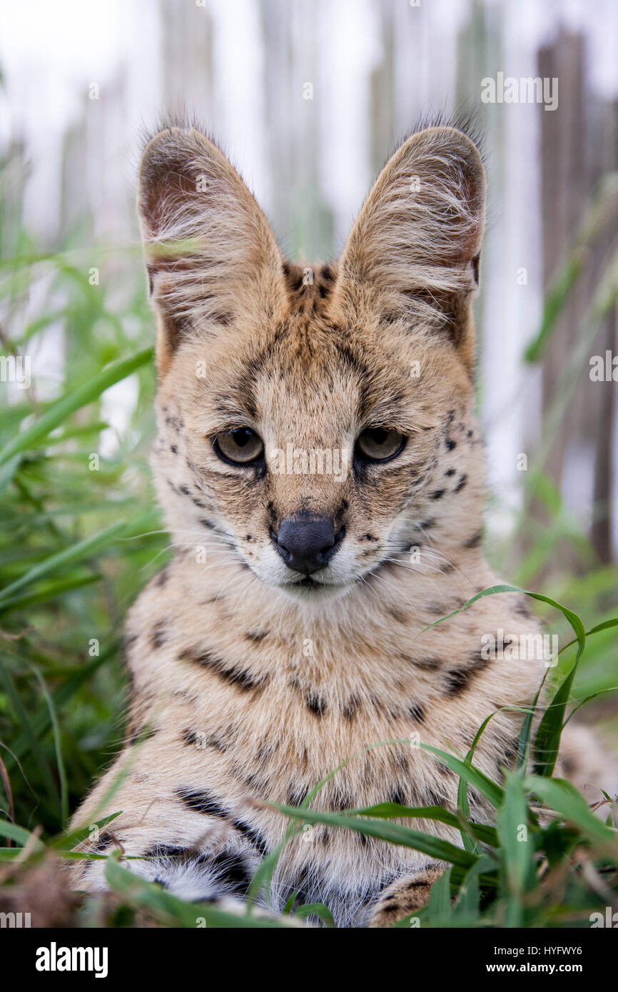 Serval Cat in South Africa Stock Photo Alamy