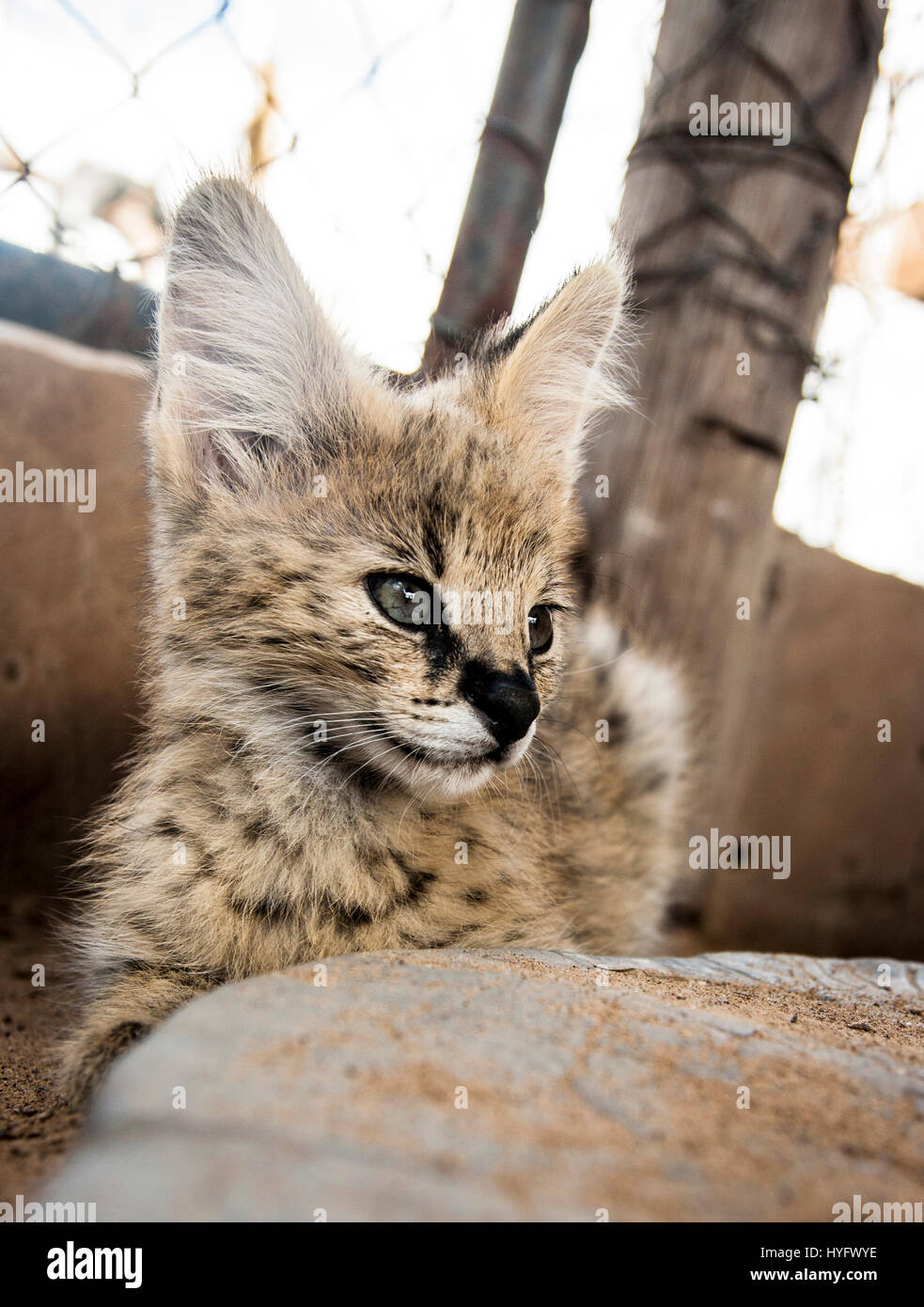 Serval Cat in South Africa Stock Photo Alamy