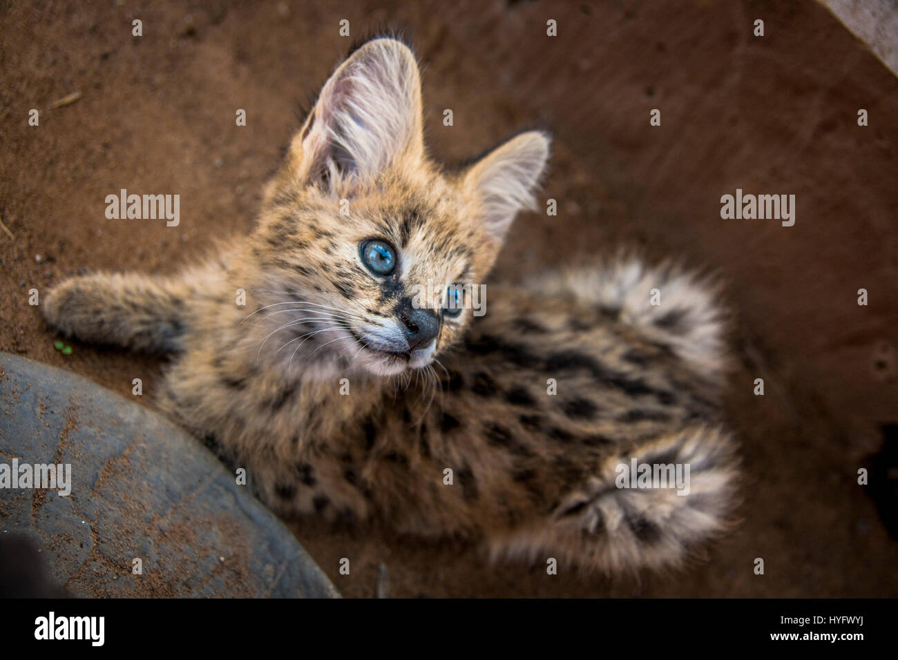 Serval Cat in South Africa Stock Photo Alamy