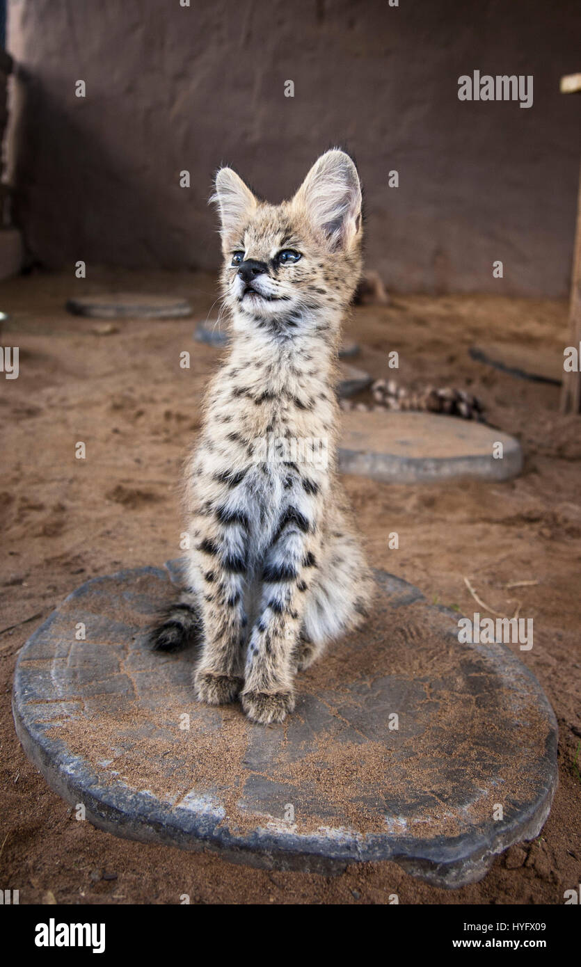 Serval Cat in South Africa Stock Photo Alamy