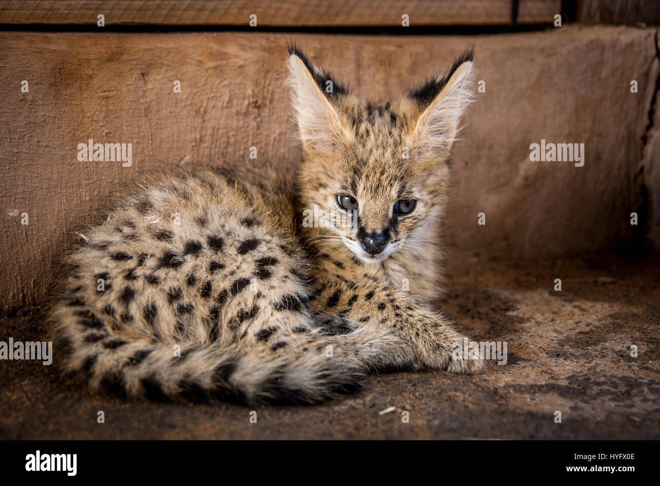 Serval Cat in South Africa Stock Photo Alamy