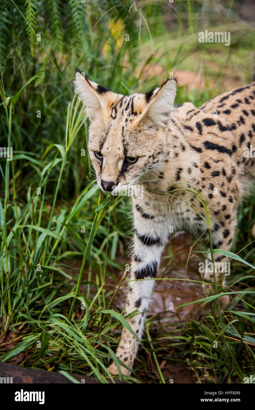 Serval Cat in South Africa Stock Photo Alamy