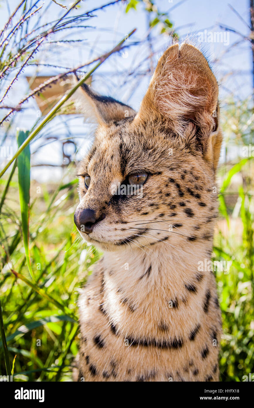 Serval Cat in South Africa Stock Photo Alamy