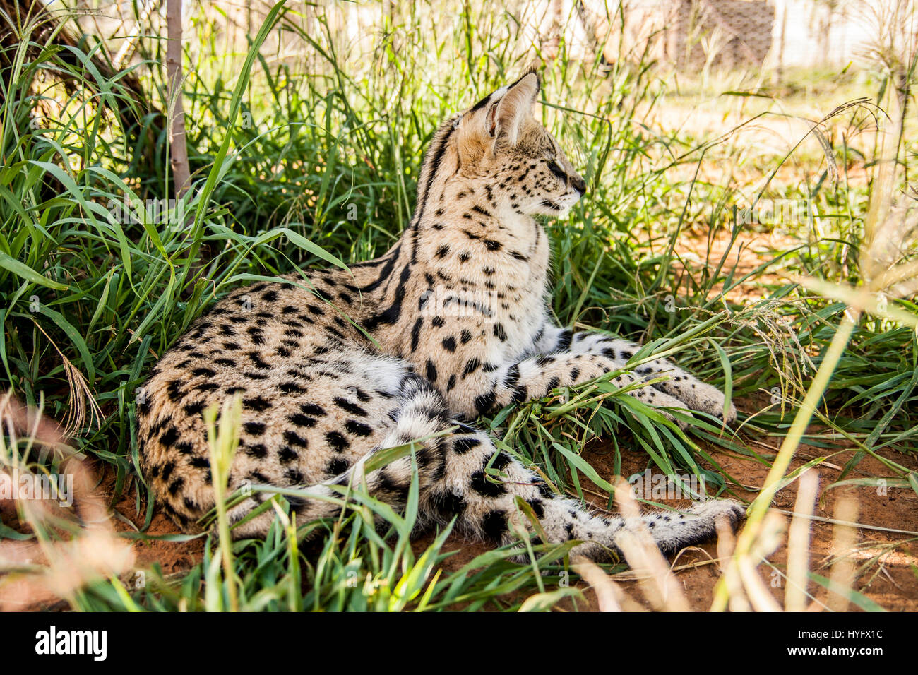 Serval Cat in South Africa Stock Photo Alamy