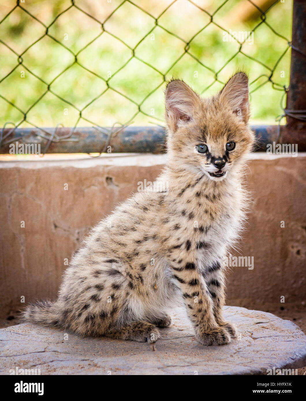 Serval lynx cheap