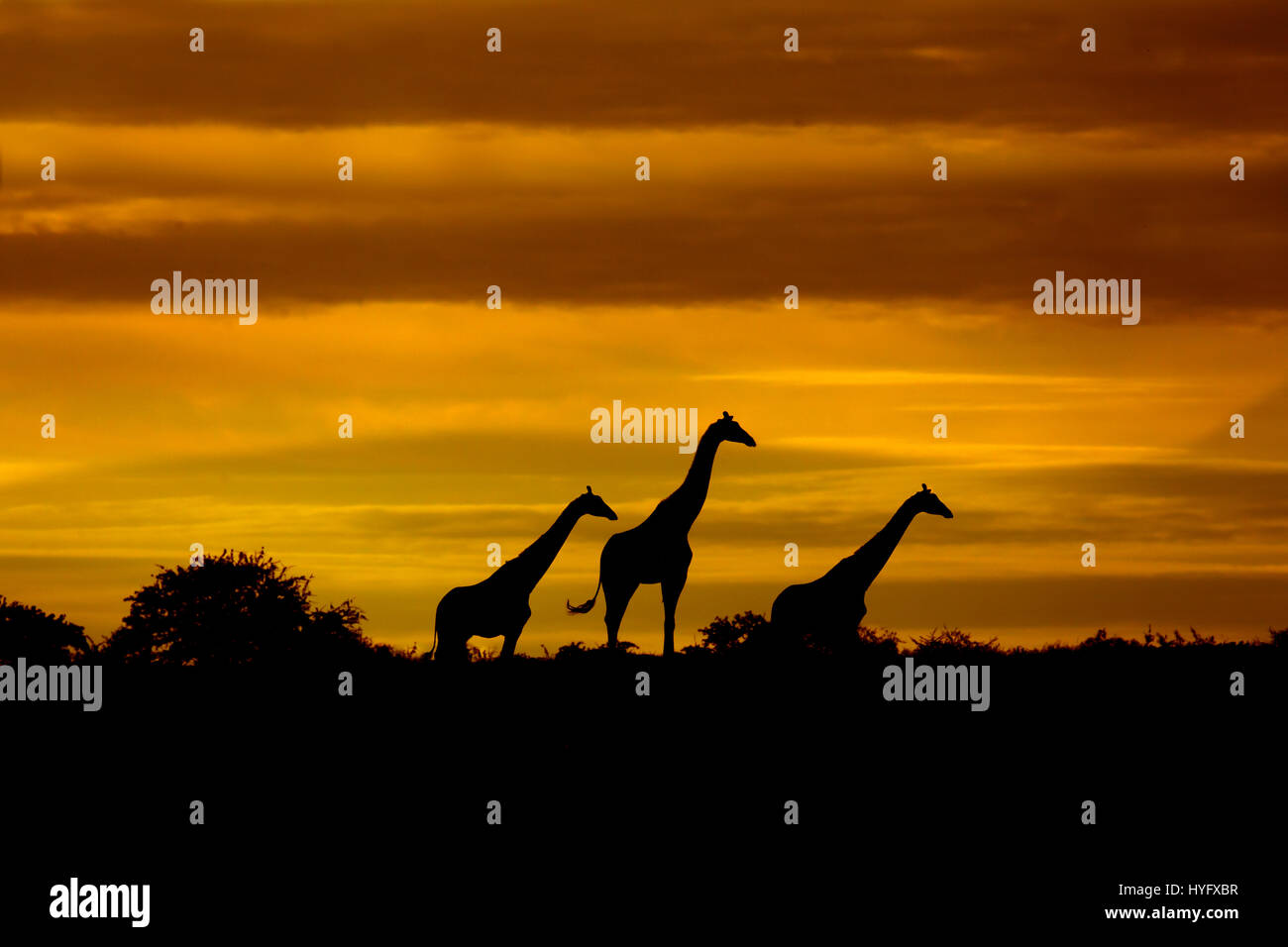 Angolan giraffe Giraffa giraffa angolensis known as Namibian giraffe at sunrise northern Namibia Stock Photo