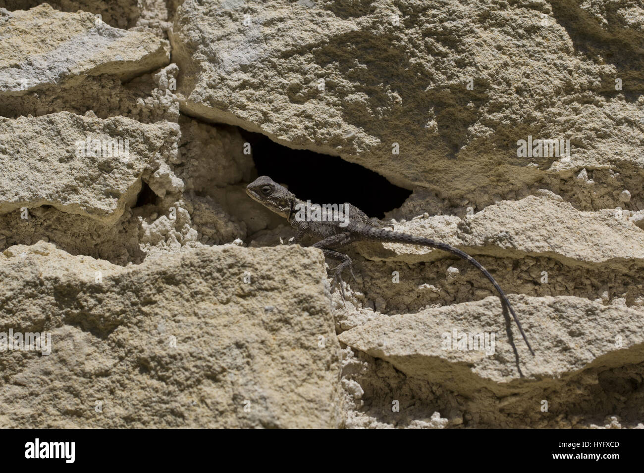 A young Star Agama lizard basking on a stone wall in Cyprus. Stock Photo