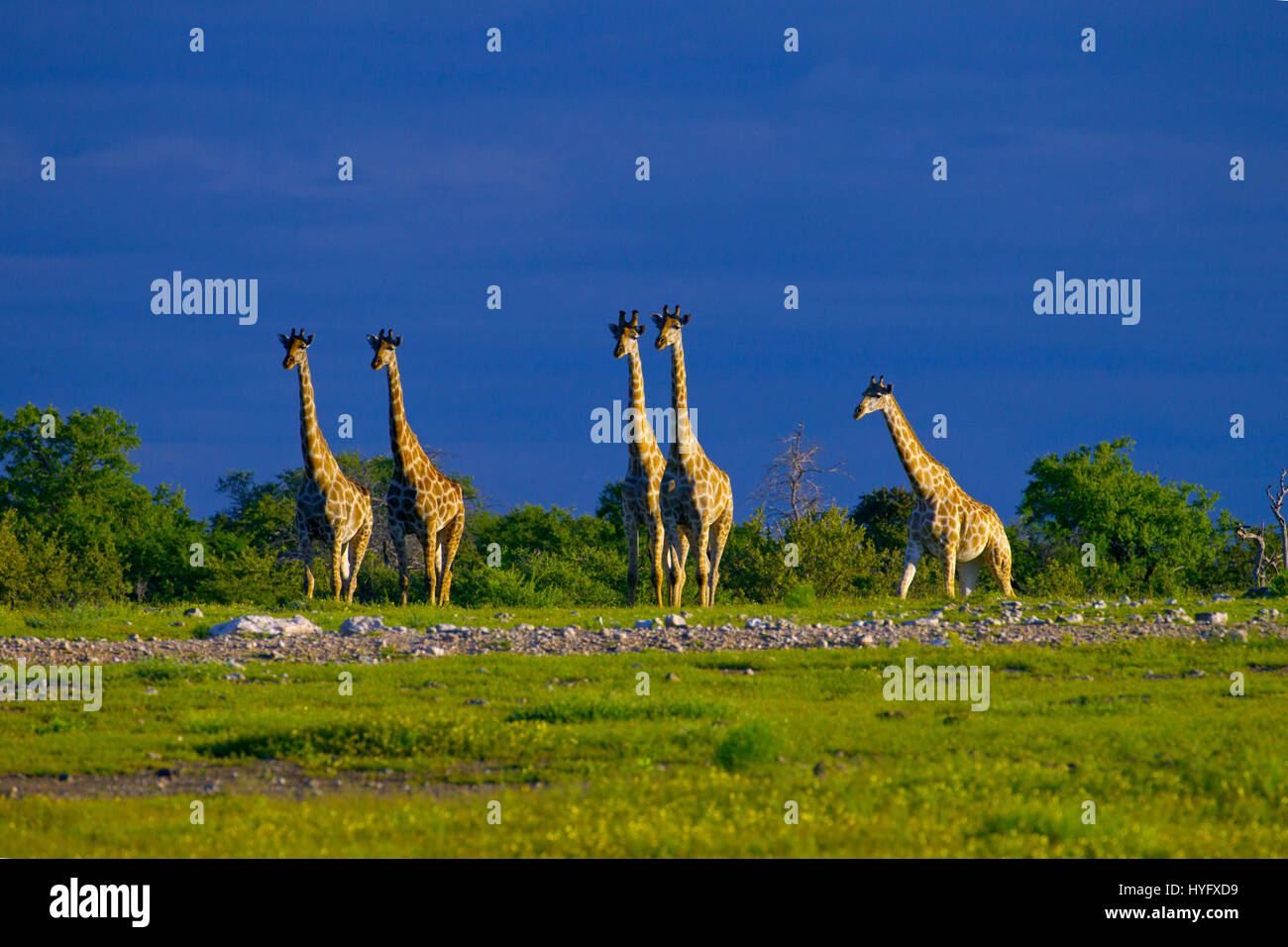 Angolan giraffe Giraffa giraffa angolensis known as Namibian giraffe, is a subspecies of Southern giraffe found in northern Namibia Stock Photo