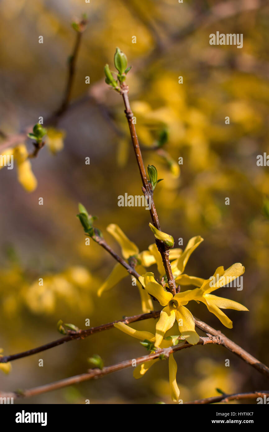 Forsythia spring hi-res stock photography and images - Alamy