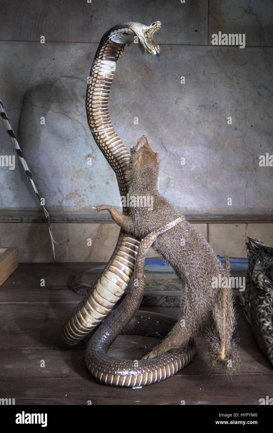 HAUNTING images reveal the extraordinary taxidermy and gun collection left to rot in the ruins of a derelict French castle that could have been abandoned for the past six decades. Eye-opening photographs display the spooky animal ornaments spread all over the large abandoned mansion as-well-as the rifles and ammunition that could have been used on safari to hunt them down. Captured by urban explorer Florian Michaud, 30, these photographs include stuffed turtles, crocodiles, a shark, a cobra and mongoose battling each other, a duck, fish, rabbit, antelope, peacock and a stag’s head. From the ag Stock Photo