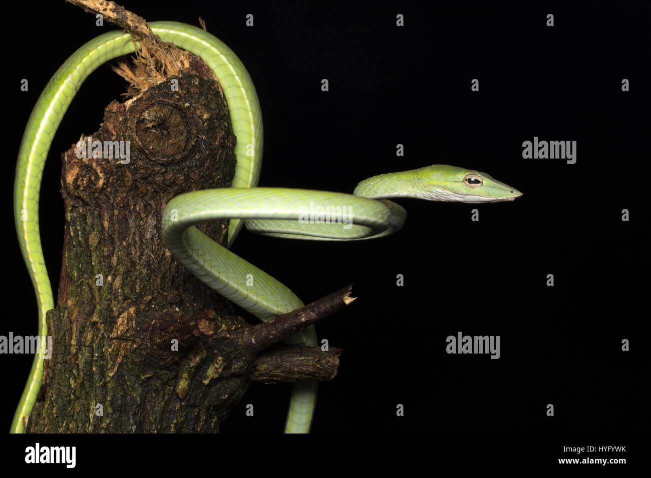 Oriental Whipsnake, Oriental Vine Snake, Stock Photo