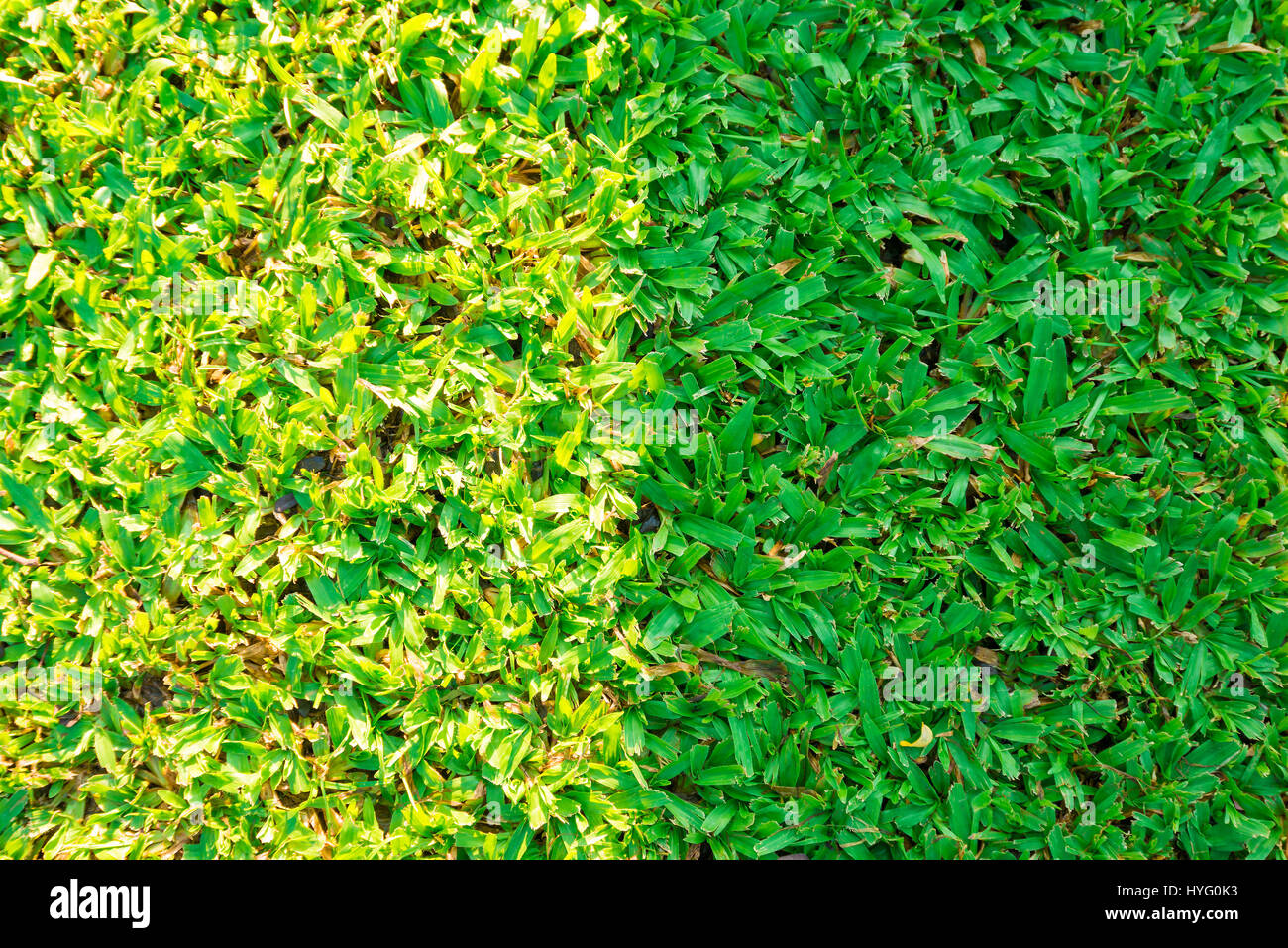 Dark and bright green grass background texture. Two tone green grass Stock Photo Alamy