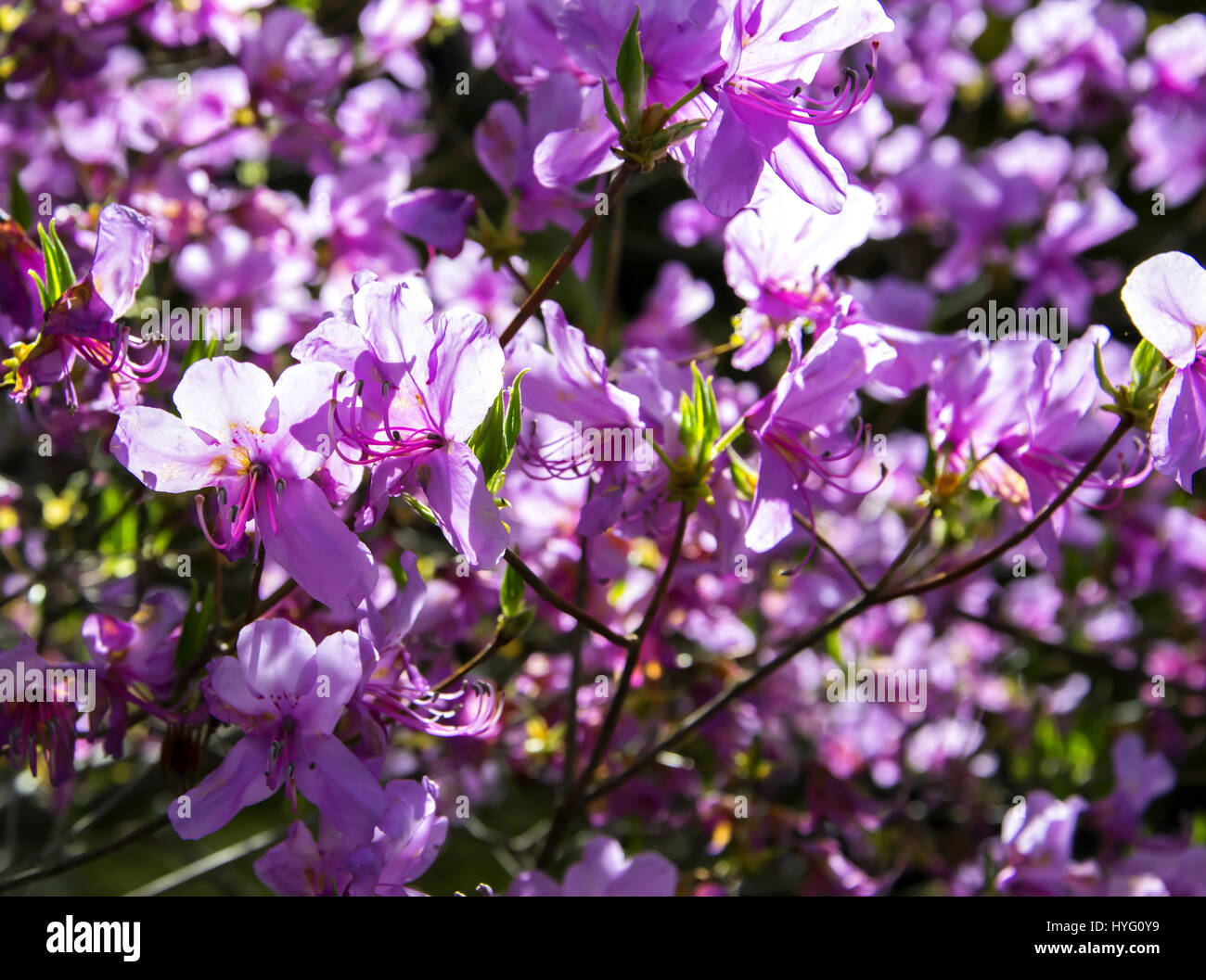 Close up to beautiful violet flowers Stock Photo
