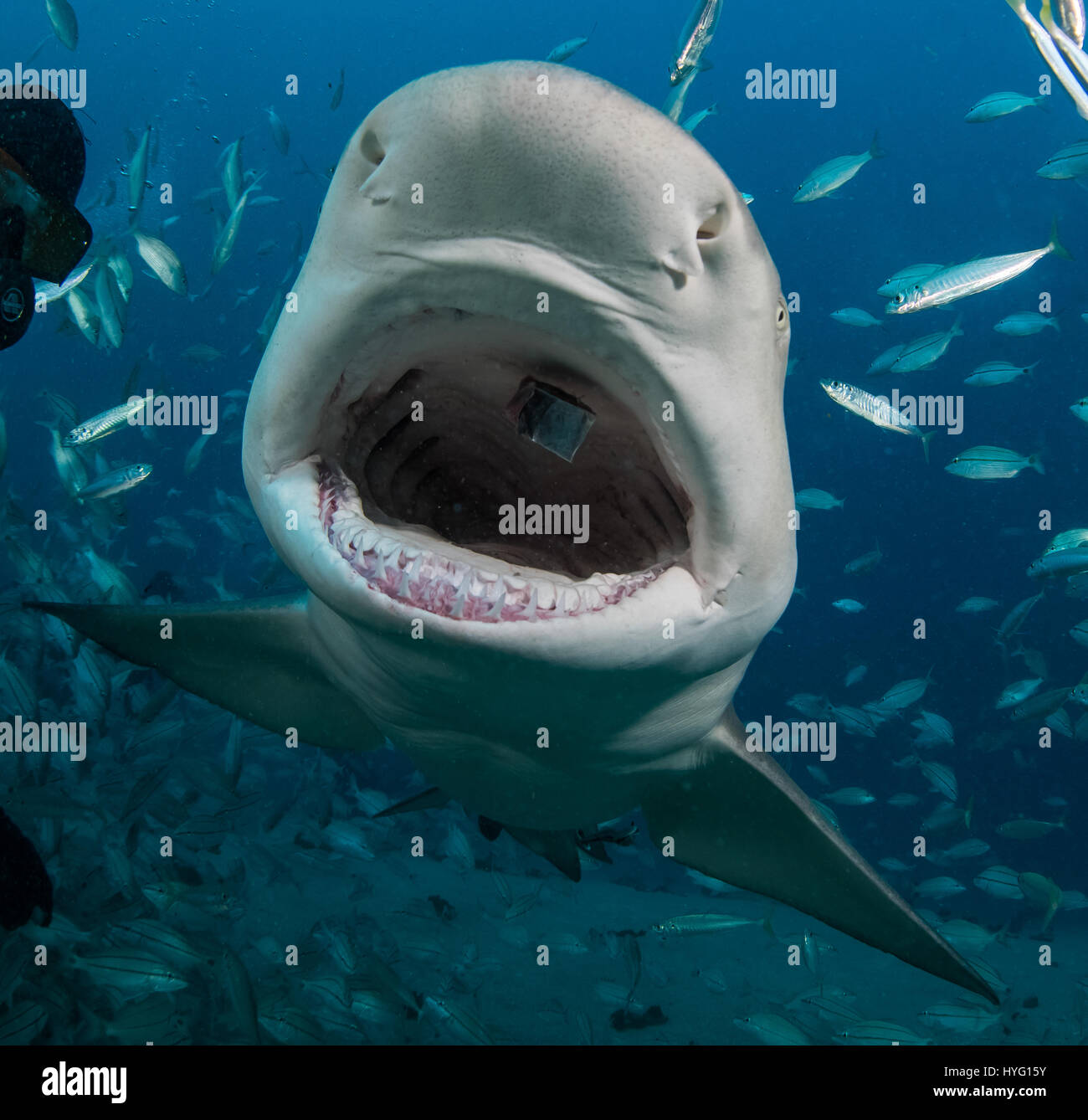 Teeth like tiger hi-res stock photography and images - Alamy