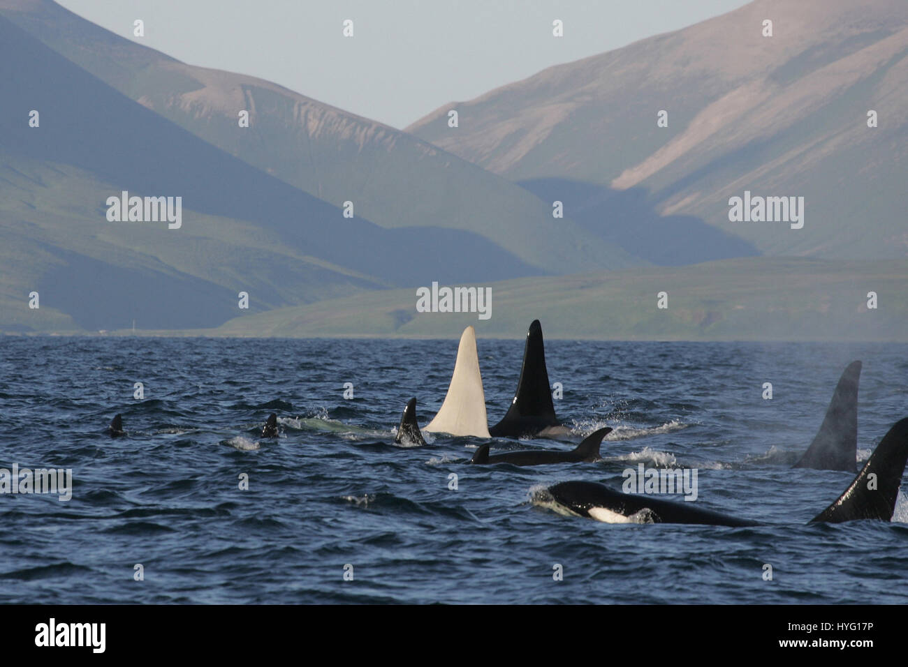 White albino whale hi-res stock photography and images - Alamy